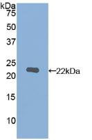 MMP12 Antibody - Western Blot; Sample: Recombinant MMP12, Human.