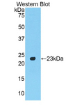 MMP12 Antibody - Western blot of recombinant MMP12 / MMP-12.  This image was taken for the unconjugated form of this product. Other forms have not been tested.