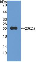 MMP12 Antibody - Western Blot; Sample: Recombinant MMP12, Mouse.