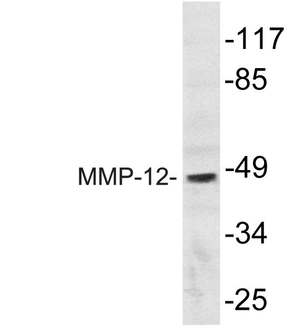MMP12 Antibody - Western blot analysis of lysate from HepG2 cells, using MMP-12 antibody.
