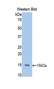 MMP12 Antibody - Western blot of recombinant MMP12 / MMP-12.  This image was taken for the unconjugated form of this product. Other forms have not been tested.