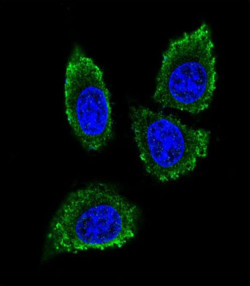 MMP12 Antibody - Confocal immunofluorescence of MMP12 Antibody with 293 cell followed by Alexa Fluor 488-conjugated goat anti-rabbit lgG (green). DAPI was used to stain the cell nuclear (blue).