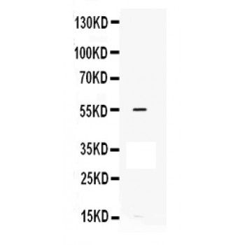 MMP12 Antibody - antibody, PBMMP12, Western blot. All lanes: Anti MMP12 at 0.5 ug/ml. WB: HEPA Whole Cell Lysate at 40 ug. Predicted band size: 55 kD. Observed band size: 55 kD.