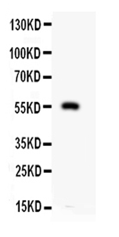 MMP12 Antibody - Anti-MMP12 Antibody, Western blotting All lanes: Anti MMP12 at 0.5ug/mlWB: HEPA Whole Cell Lysate at 40ugPredicted bind size: 55KD Observed bind size: 55KD