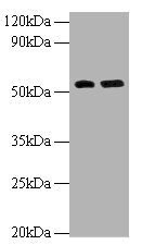 MMP12 Antibody - Western blot All lanes: Macrophage metalloelastase antibody at 2µg/ml Lane 1: Hela whole cell lysate Lane 2: NIH/3T3 whole cell lysate Secondary Goat polyclonal to rabbit IgG at 1/10000 dilution Predicted band size: 54 kDa Observed band size: 54 kDa