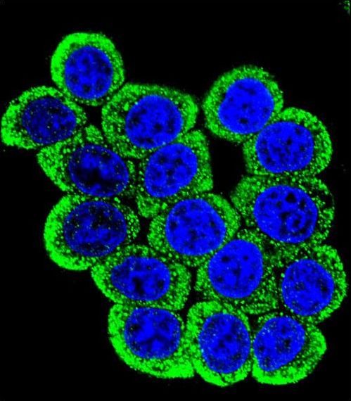 MMP13 Antibody - Confocal immunofluorescence of MMP13 Antibody with HeLa cell followed by Alexa Fluor 488-conjugated goat anti-rabbit lgG (green). DAPI was used to stain the cell nuclear (blue).