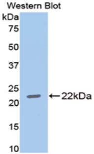 MMP13 Antibody - Western blot of recombinant MMP13 / MMP-13.  This image was taken for the unconjugated form of this product. Other forms have not been tested.