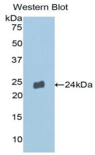 MMP13 Antibody - Western blot of recombinant MMP13 / MMP-13.  This image was taken for the unconjugated form of this product. Other forms have not been tested.