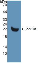 MMP13 Antibody - Western Blot; Sample: Recombinant MMP13, Human.