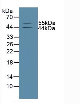 MMP13 Antibody - Western Blot; Sample: Mouse Skin Tissue.