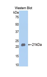 MMP13 Antibody - Western blot of recombinant MMP13 / MMP-13.  This image was taken for the unconjugated form of this product. Other forms have not been tested.