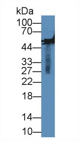MMP13 Antibody - Western Blot; Sample: Rabbit Serum; Primary Ab: 5µg/ml Cavia Anti-Rabbit MMP13 Antibody Second Ab: 0.2µg/mL HRP-Linked Rabbit Anti-Cavia IgG Polyclonal Antibody