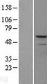 MMP13 Protein - Western validation with an anti-DDK antibody * L: Control HEK293 lysate R: Over-expression lysate