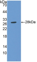 MMP14 Antibody - Western Blot; Sample: Recombinant MMP14, Human.