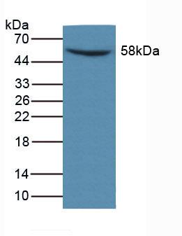 MMP14 Antibody - Western Blot; Sample: Mouse Large Intestine Tissue.