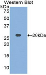 MMP15 Antibody - Western blot of recombinant MMP15 / MMP-15.  This image was taken for the unconjugated form of this product. Other forms have not been tested.
