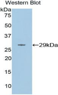MMP16 Antibody - Western blot of recombinant MMP16 / MT3-MMP.  This image was taken for the unconjugated form of this product. Other forms have not been tested.