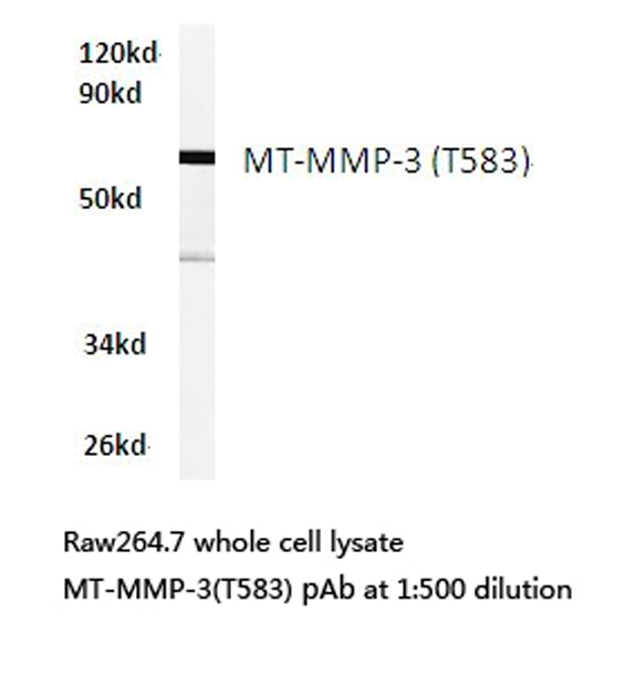 MMP16 Antibody - Western blot of MMP-16 (T583) pAb in extracts from raw264.7 cells.