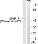 MMP17 Antibody - Western blot of extracts from A549 cells, treated with etoposide 25 uM 1h, using MMP17 (Cleaved-Gln129) Antibody. The lane on the right is treated with the synthesized peptide.