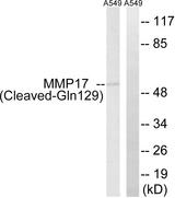 MMP17 Antibody - Western blot analysis of extracts from A549 cells, treated with etoposide (25uM, 1hour), using MMP17 (Cleaved-Gln129) antibody.