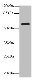 MMP19 Antibody - Western blot All Lanes: MMP19antibody at 2.58ug/ml+ Mouse lung tissue Goat polyclonal to rabbit at 1/10000 dilution Predicted band size: 58,26,7,34 kDa Observed band size: 57 kDa