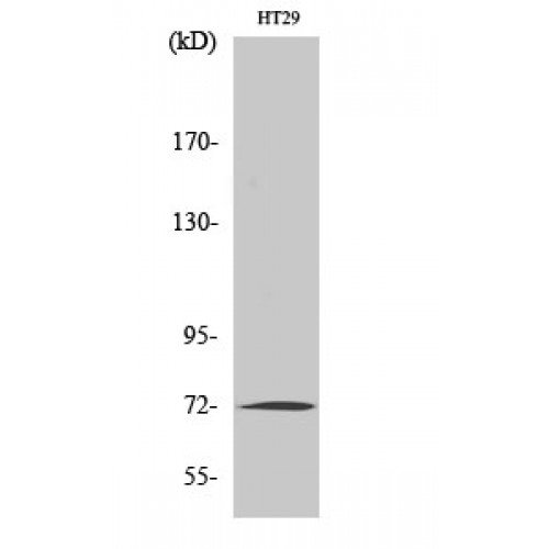 MMP2 Antibody - Western blot of MMP-2 antibody
