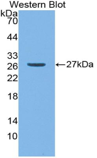 MMP2 Antibody - Western blot of recombinant MMP2 / MMP-2. This image was taken for the unconjugated form of this product. Other forms have not been tested.
