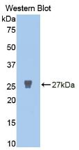 MMP2 Antibody - Western Blot ;Sample: Recombinant MMP2, Human.