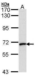MMP2 Antibody - Sample (30 ug of whole cell lysate). A: Hep G2 . 7.5% SDS PAGE. MMP-2 antibody diluted at 1:1000.
