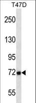 MMP2 Antibody - MMP2 Antibody western blot of T47D cell line lysates (35 ug/lane). The MMP2 antibody detected the MMP2 protein (arrow).