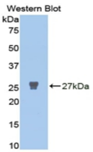 MMP2 Antibody - Western blot of recombinant MMP2 / MMP-2.  This image was taken for the unconjugated form of this product. Other forms have not been tested.
