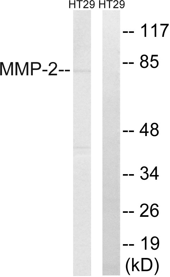 MMP2 Antibody - Western blot analysis of lysates from HT-29 cells, using MMP-2 Antibody. The lane on the right is blocked with the synthesized peptide.