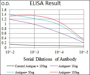 MMP2 Antibody - Red: Control Antigen (100ng); Purple: Antigen (10ng); Green: Antigen (50ng); Blue: Antigen (100ng);