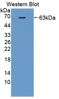 MMP2 Antibody