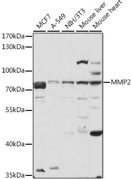 MMP2 Antibody - Western blot analysis of extracts of various cell lines, using MMP2 antibody at 1:3000 dilution. The secondary antibody used was an HRP Goat Anti-Rabbit IgG (H+L) at 1:10000 dilution. Lysates were loaded 25ug per lane and 3% nonfat dry milk in TBST was used for blocking. An ECL Kit was used for detection and the exposure time was 1s.