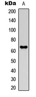 MMP21 Antibody - Western blot analysis of MMP21 expression in HEK293T (A) whole cell lysates.
