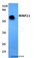 MMP21 Antibody - Western blot of MMP21 antibody at 1:500 dilution. Lane 1: HEK293T whole cell lysate.