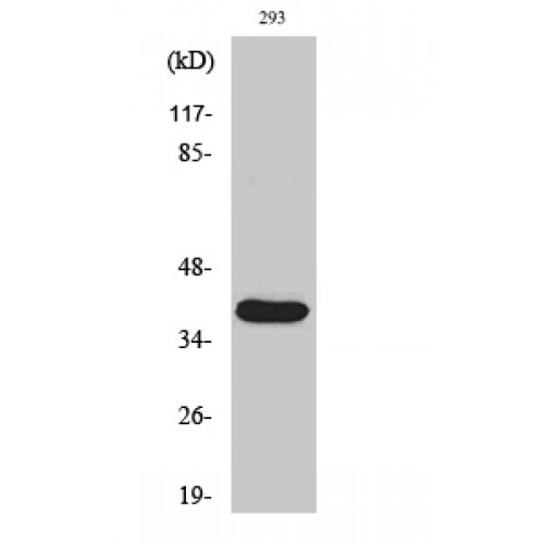 MMP23 Antibody - Western blot of Cleaved-MMP-23 (Y79) antibody