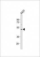 MMP23 Antibody - Anti-MMP23A Antibody (C-Term)at 1:1000 dilution + A431 whole cell lysates Lysates/proteins at 20 ug per lane. Secondary Goat Anti-Rabbit IgG, (H+L), Peroxidase conjugated at 1:10000 dilution. Predicted band size: 44 kDa. Blocking/Dilution buffer: 5% NFDM/TBST.