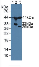 MMP23 Antibody - Western Blot; Sample: Lane1: Human PC-3 Cells; Lane2: Porcine Stomach Tissue; Lane3: Porcine Large Intestine Tissue.