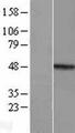 MMP23 Protein - Western validation with an anti-DDK antibody * L: Control HEK293 lysate R: Over-expression lysate