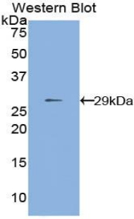 MMP24 Antibody - Western blot of recombinant MMP24 / MMP-24.