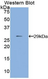 MMP24 Antibody - Western blot of recombinant MMP24 / MMP-24.