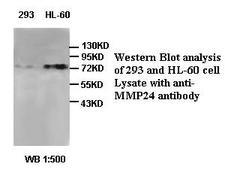 MMP24 Antibody
