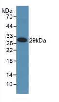 MMP25 / Leukolysin Antibody - Western Blot; Sample: Recombinant MMP25, Human.