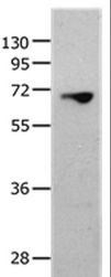 MMP25 / Leukolysin Antibody - Western blot analysis of 823 cell, using MMP25 Polyclonal Antibody at dilution of 1:1300.