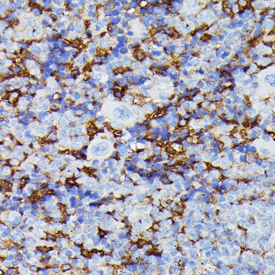MMP25 / Leukolysin Antibody - Immunohistochemistry of paraffin-embedded Mouse spleen using MMP25 Polyclonal Antibody at dilution of 1:100 (40x lens).