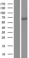 MMP25 / Leukolysin Protein - Western validation with an anti-DDK antibody * L: Control HEK293 lysate R: Over-expression lysate