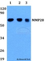 MMP28 Antibody - Western blot of MMP28 antibody at 1:500 dilution. Lane 1: HEK293T whole cell lysate. Lane 2: Raw264.7 whole cell lysate. Lane 3: PC12 whole cell lysate.