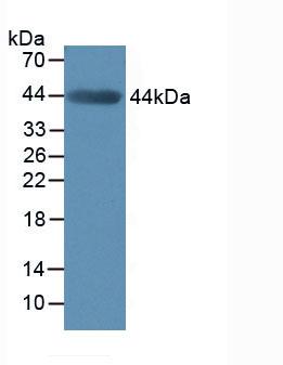 MMP3 Antibody - Western Blot; Sample: Mouse Muscle Tissue.